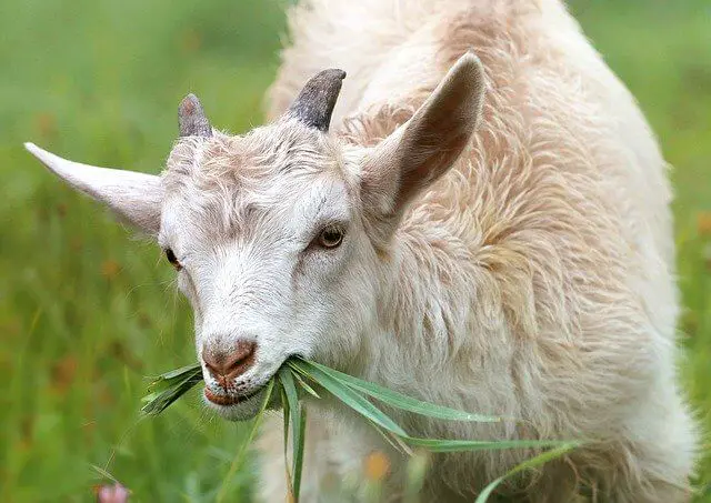 goats for cutting grass