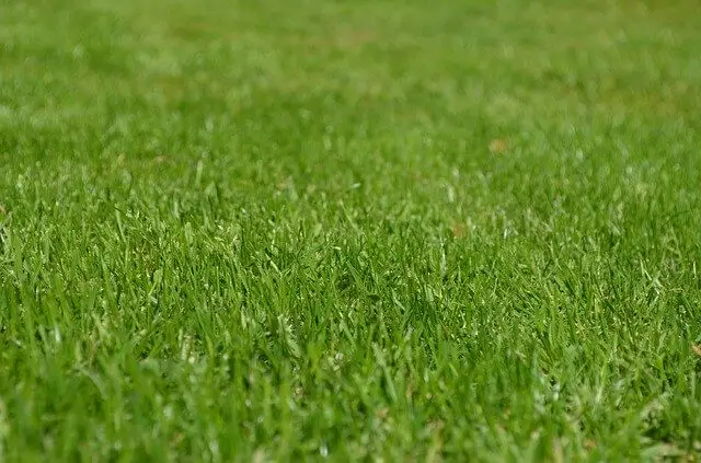 Best Grass For Clay Soil – How To Grow It Successfully