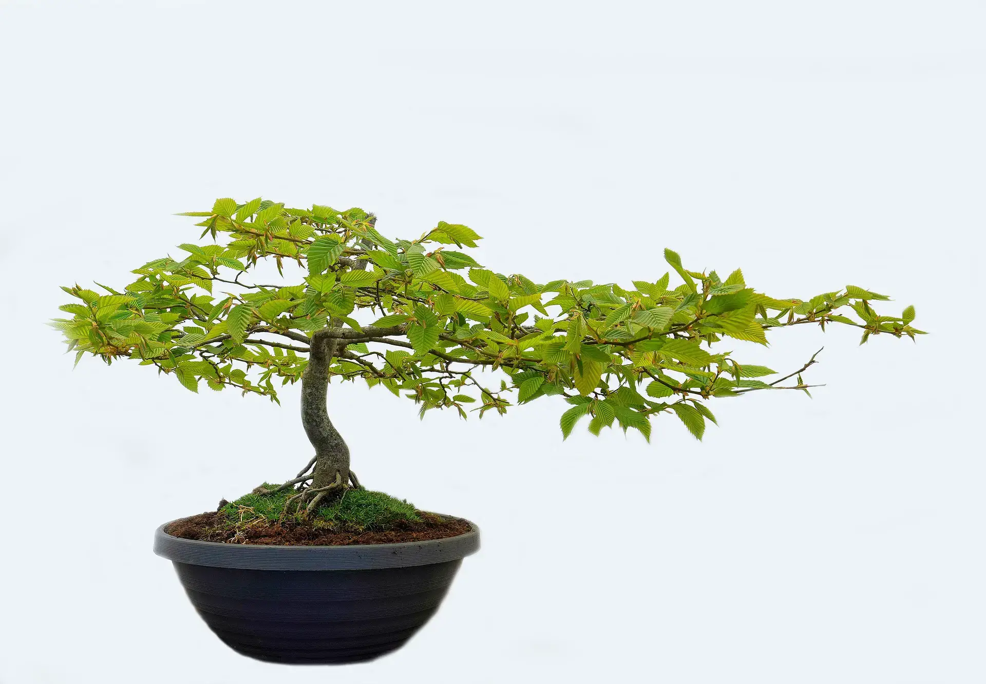 Best Outdoor Deciduous Bonsai Trees For Beginners