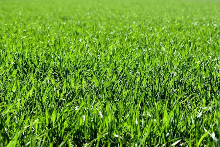 Does Grass Have Nutritional Value?