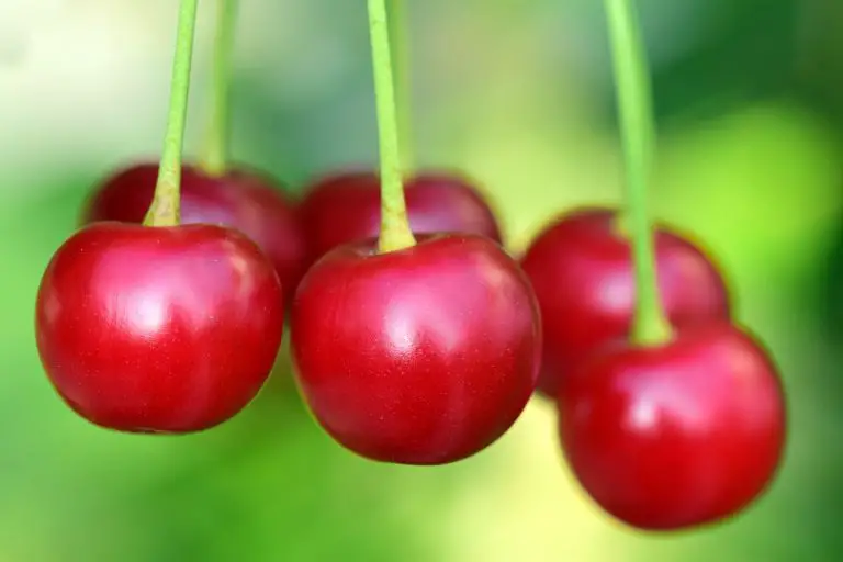 18 Varieties Of Cherry Tree For Sale Online