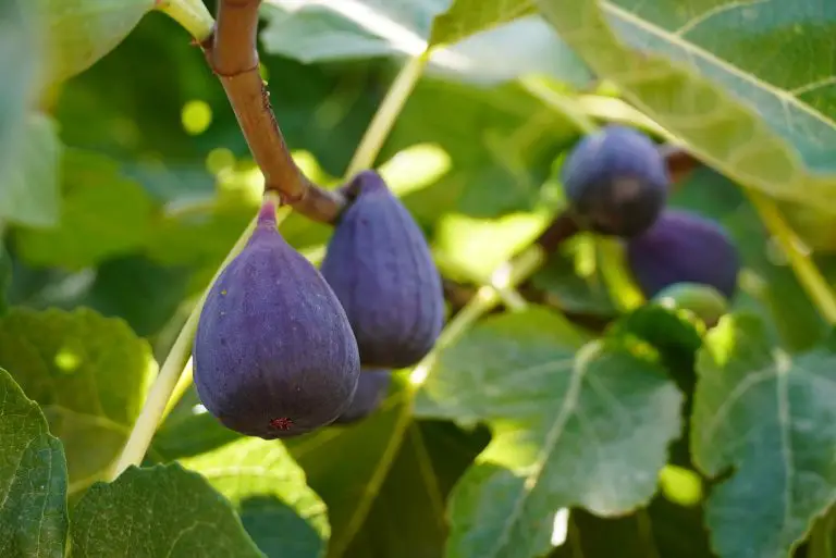 12 Varieties Of Fig Trees For Sale Online