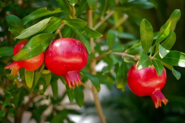 10 Pomegranate Tree Varieties For Sale