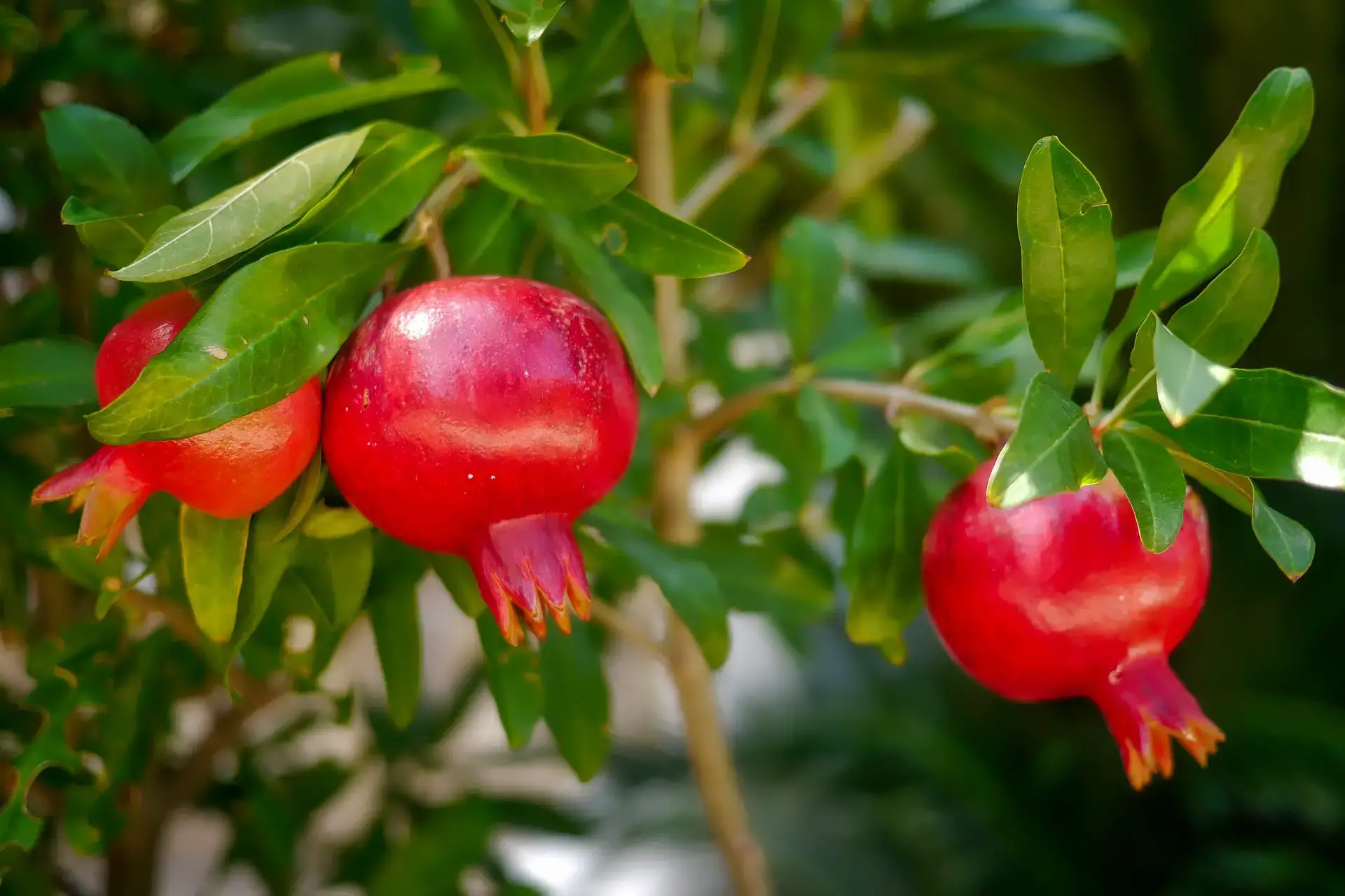 pomegranate tree varieties for sale
