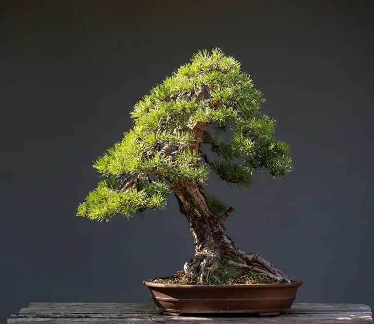 How To Take Care Of Bonsai Trees For Beginners
