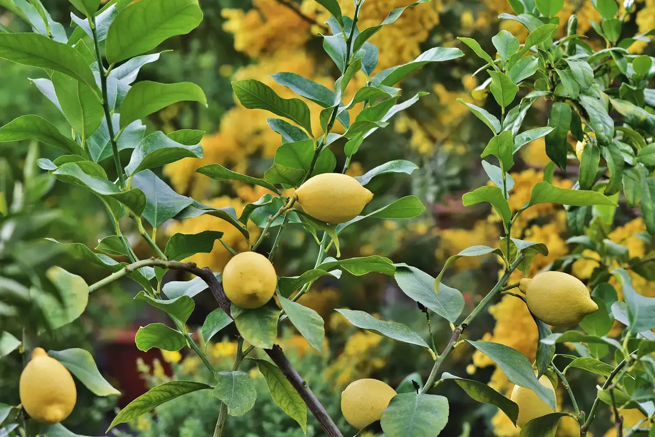 best lemon tree to grow