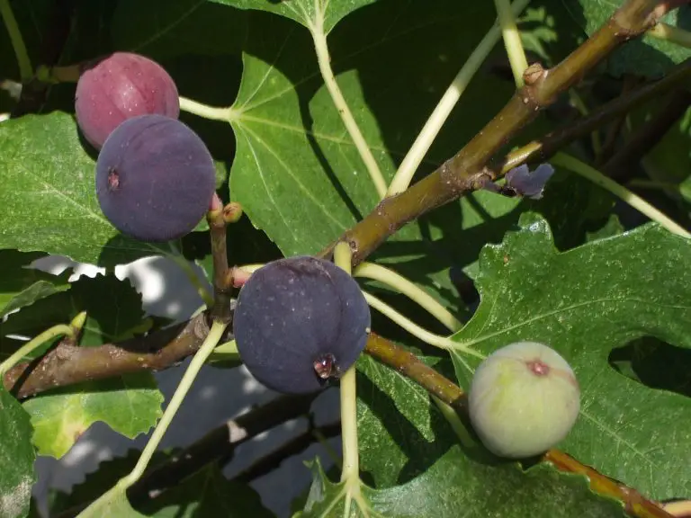 Healthy Chicago Hardy Fig Tree for sale