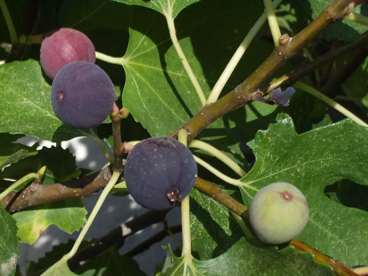 chicago hardy fig tree for sale