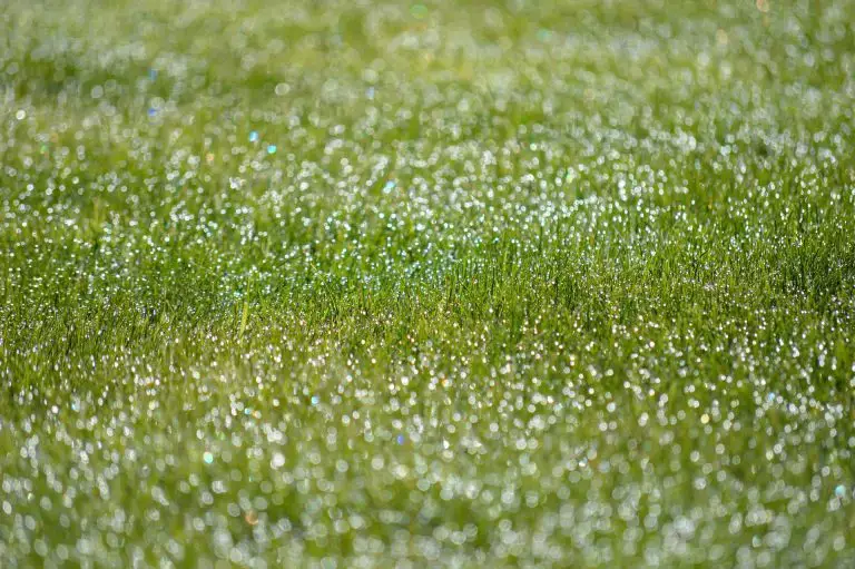 Cut Grass When Wet: Should You Mow Wet Grass After It Rains?