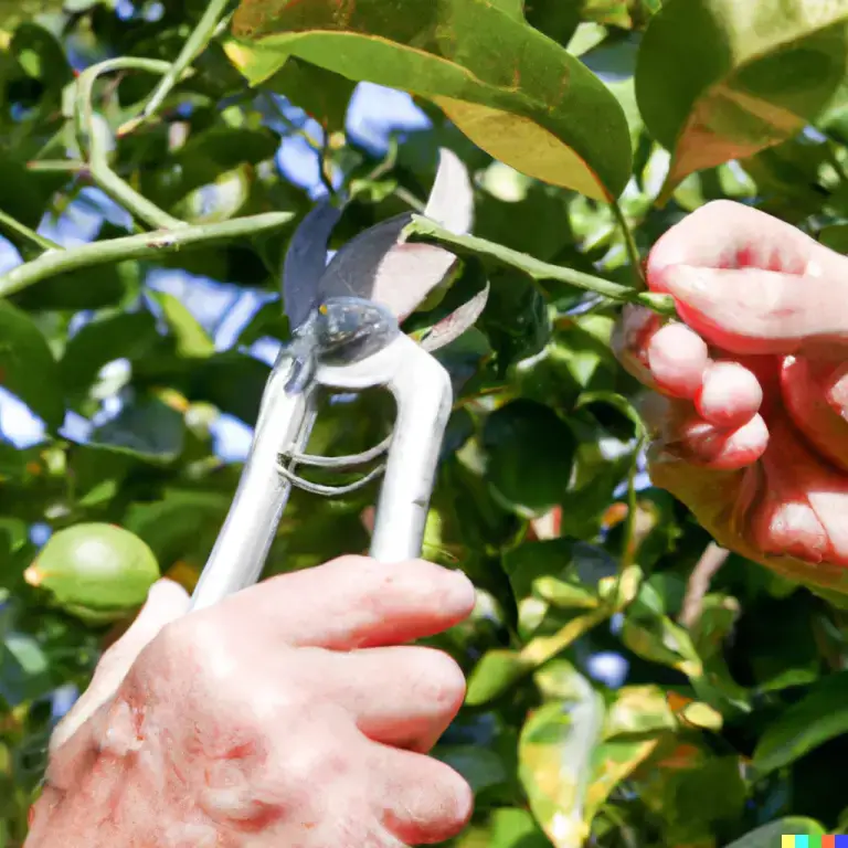 How To Prune A Lemon Tree For Sensational Yields