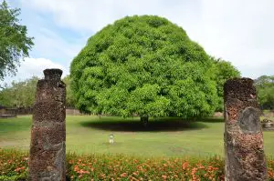 Mango Tree Root System How Remarkable Is It?