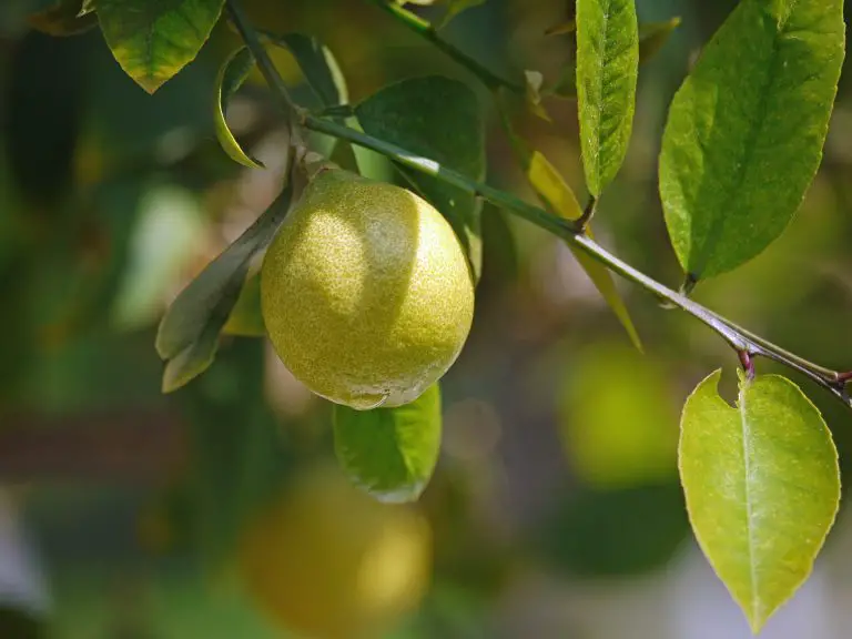 Shade Fruit Trees That Grow In Shade And Produce The Best Fruit