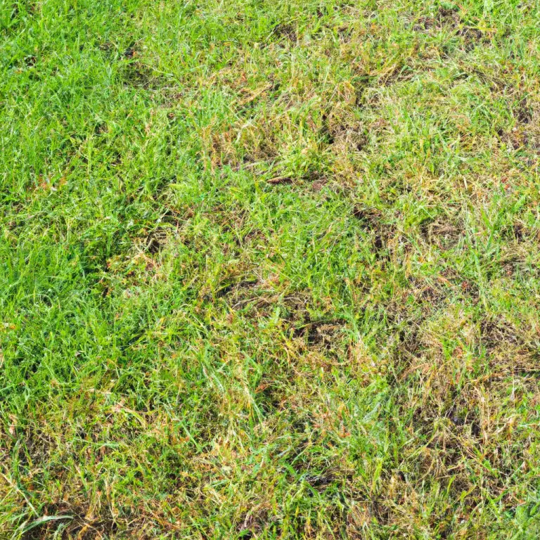When To Mow After Overseeding Your New Grass Lawn