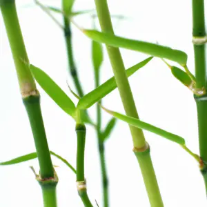 Yellowing Bamboo Leaves: What’s The Solution?