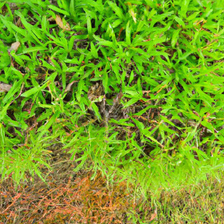 Revealing The Bermuda Grass Watering Secret: How Much Water Does It Need?