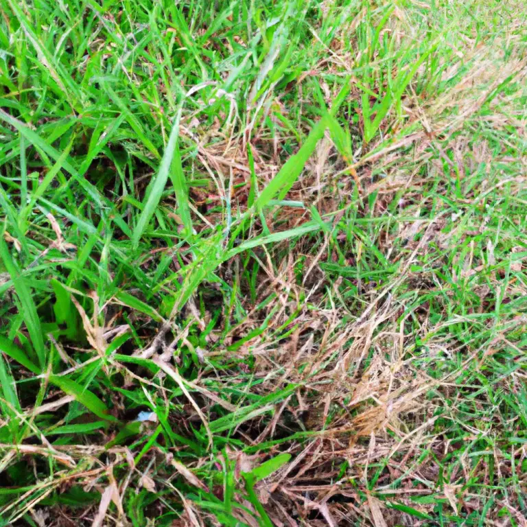 The Ultimate Guide: Finding The Perfect Height To Cut Bermuda Grass!