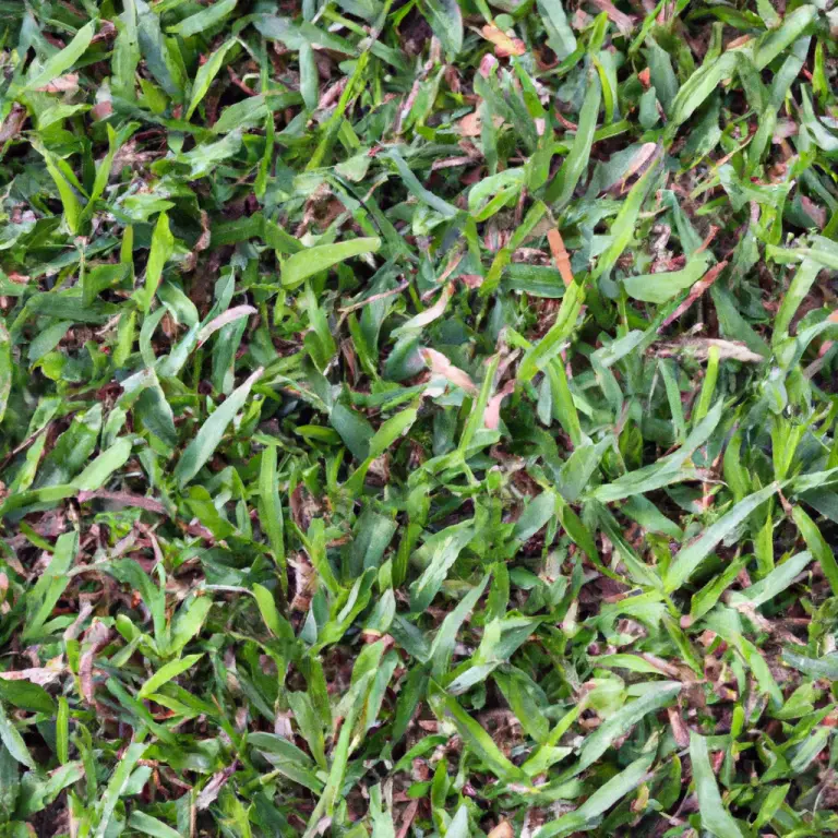The Selective Solution: Unmasking The Bermuda Grass Herbicide!