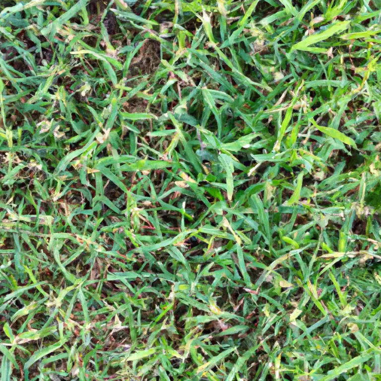 Bermuda Grass Growing Stages: The Journey To A Perfect Lawn!