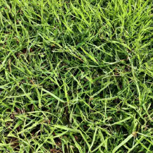 Bermuda Grass Height: Finding The Sweet Spot For A Luscious Lawn!
