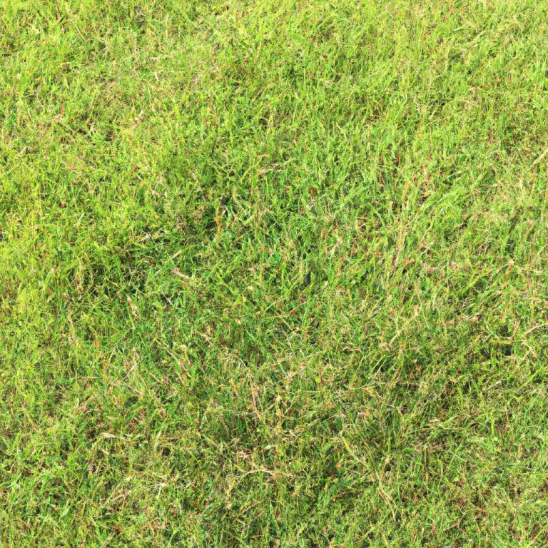 Dormancy Demystified: Bermuda Grass Dormant Period!