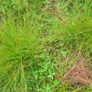 Spring Awakening: Unleashing The Power Of Bermuda Grass Fertilizer!
