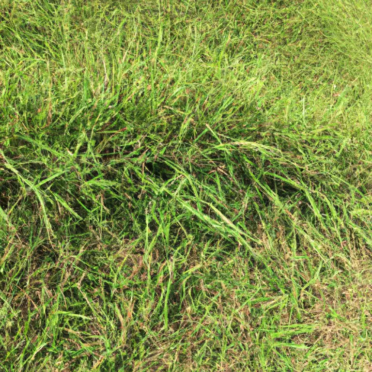 Bermuda Grass Mastery: Unleash The Best Techniques For Rapid Growth!