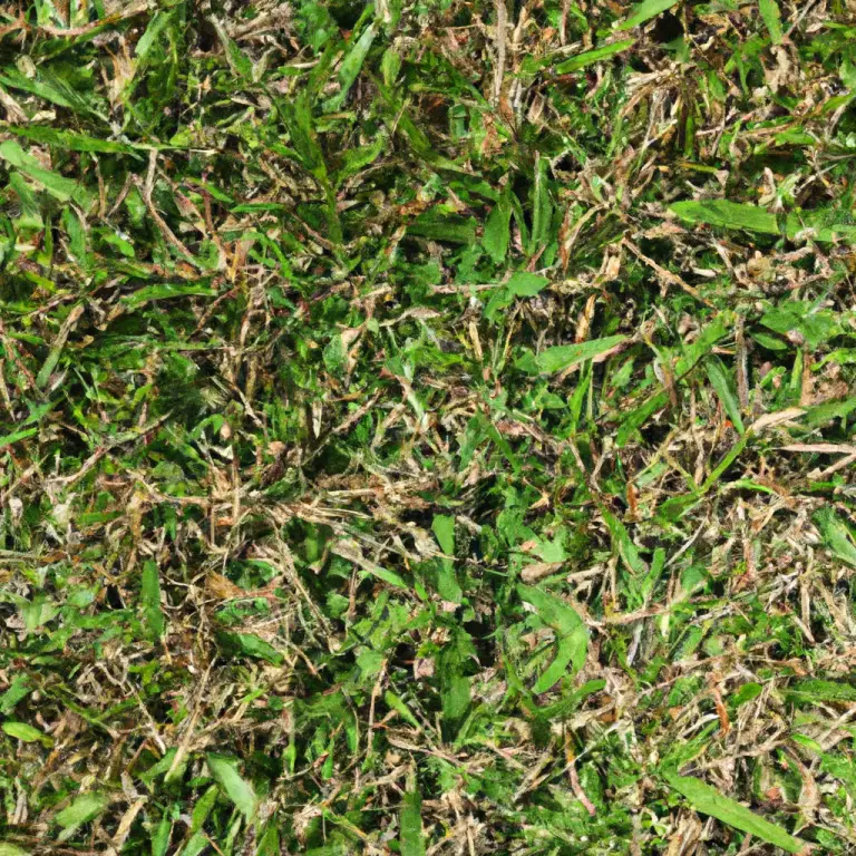 From Seed To Lawn: Mastering The Art Of Bermuda Grass Germination!