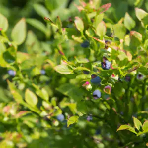 Insider Secrets: Blueberry Bush Planting Tips For Success!