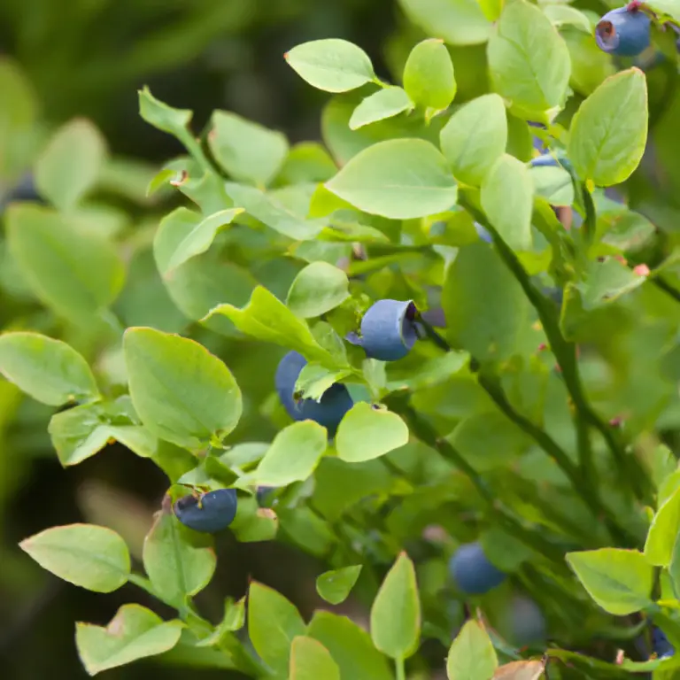 Florida’s Blueberry Bliss: Unleashing The Secrets Of Successful Bushes!