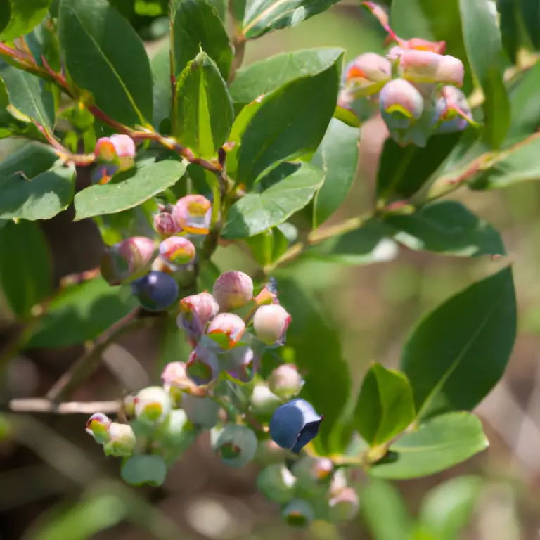 Berry Bliss: Unveiling The Secrets Of Growing Blueberries In Louisiana!