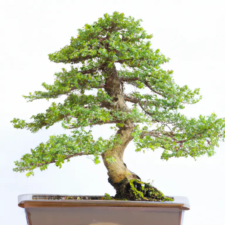 How Big Does A Bonsai Tree Get? Discover The Art Of Miniature Majesty!