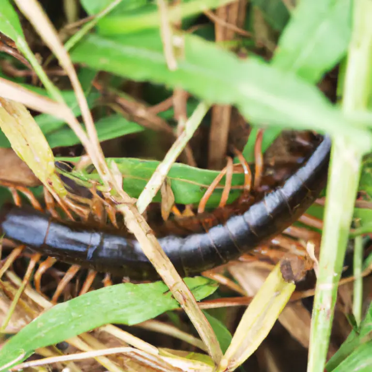 Centipede Companions: Finding The Perfect Grass Blend For Your Lawn!