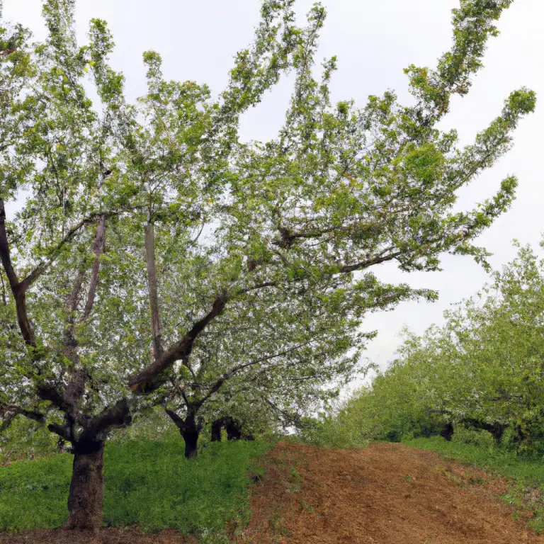 Florida’s Fruity Surprise: Can Cherry Trees Thrive In The Sunshine State?