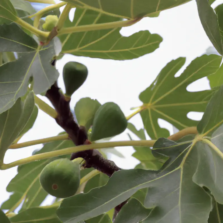 Fig Tree Propagation