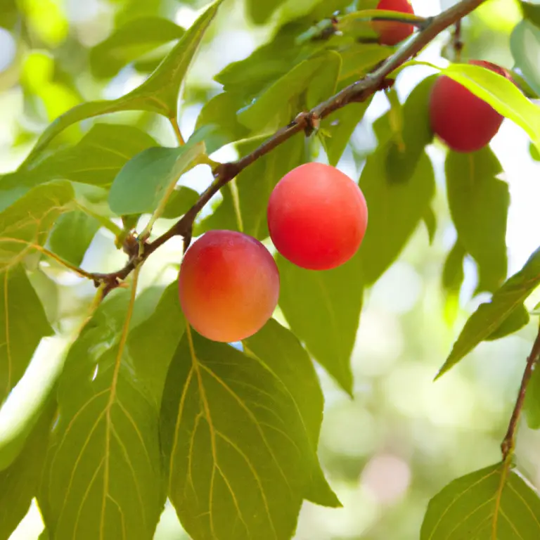 Best Fruit Trees For Afternoon Sun