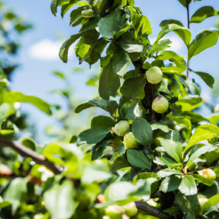 Drought-Tolerant Fruit Trees: Surviving With Style!