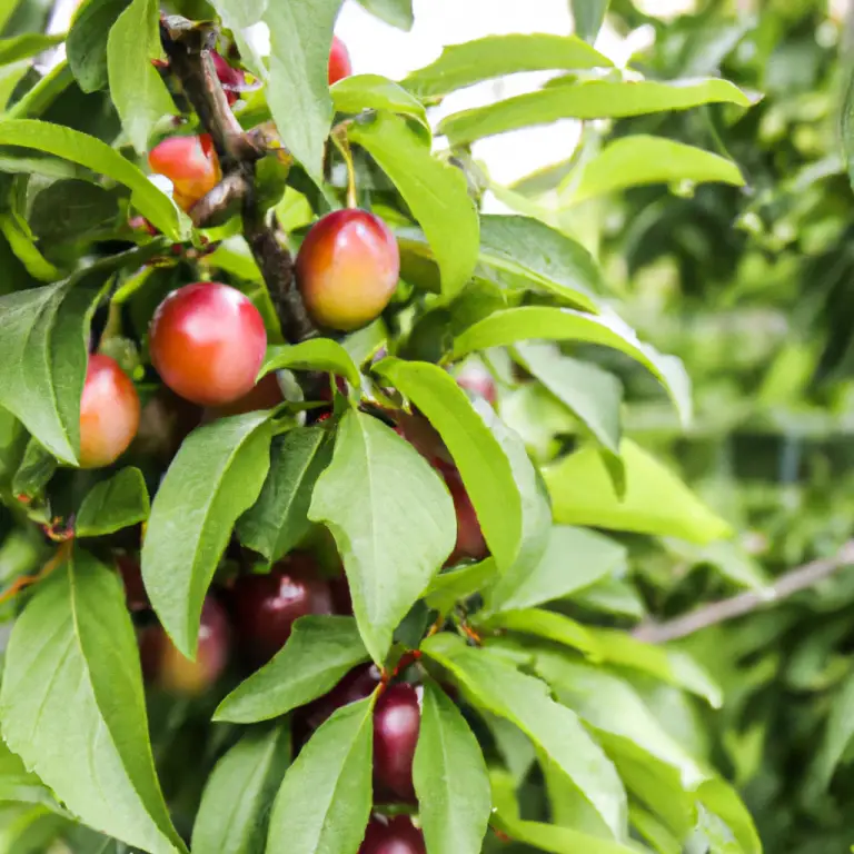 Fruity Delights: Discover The Best Fruit Trees For Central Texas!