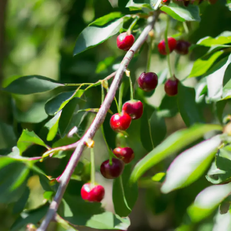 Fruitful Harvest In The Great Lakes: Growing Fruit Trees In Michigan’s Climate!