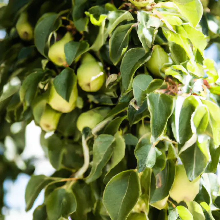 Demystifying Fruit Trees: Exploring The Fascinating World Of Male And Female Trees!