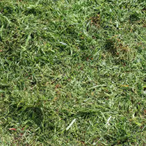 Unveiling The Benefits: Are Grass Clippings Good For Your Lawn?