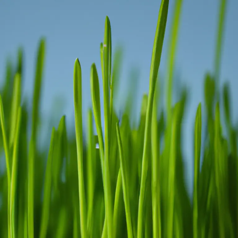 Need Speed? Discover The Fastest Way To Grow Grass On Bare Dirt!