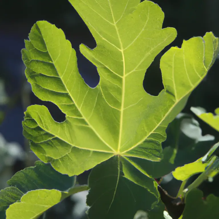Caring For Fiddle Leaf Fig Tree