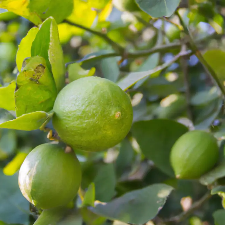 Texas Lemon Dreams: Unveiling The Secrets Of Growing Lemon Trees!