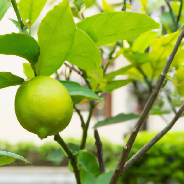 How To Trim A Lemon Tree: Expert Techniques For Citrus Perfection!