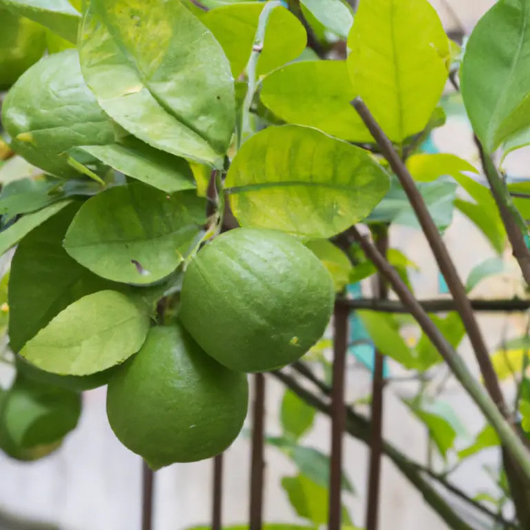 Best Lemon Tree To Grow At Home In A Pot