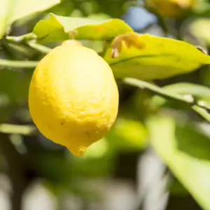 Sun Requirements For Lemon Trees: What You Need To Know!