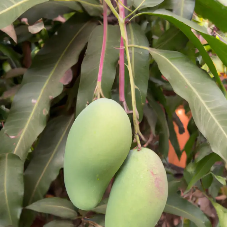 Roots Of Mango Tree
