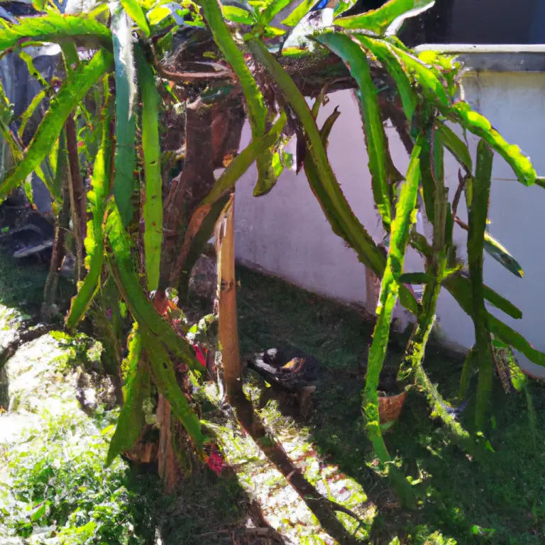 Mastering The Art Of Growing Dragon Fruit Plants: Proven Techniques!