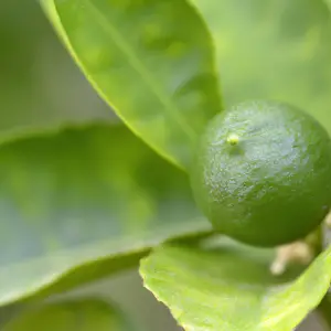 Mini Lemon Trees: Small In Size, Big In Zesty Flavor!
