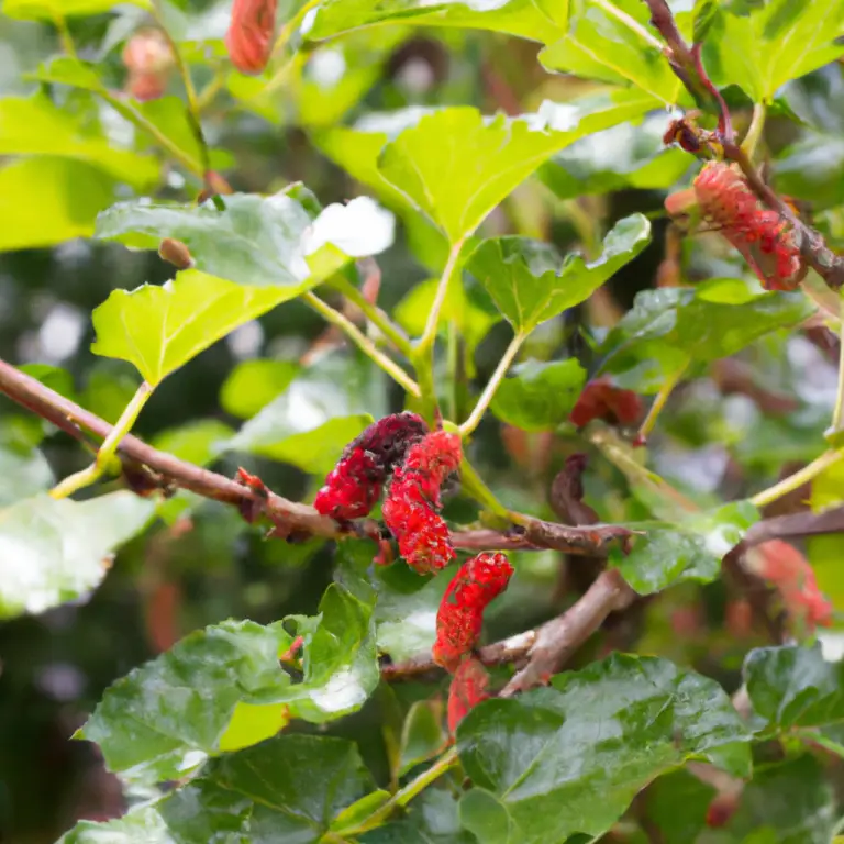 Planting Mulberry Tree: Growing Your Own Fruitful Haven!